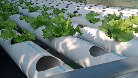 hydroponics