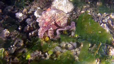 Walking Octopus।।Octopus video