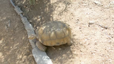 turtle slowly crawls to its goal