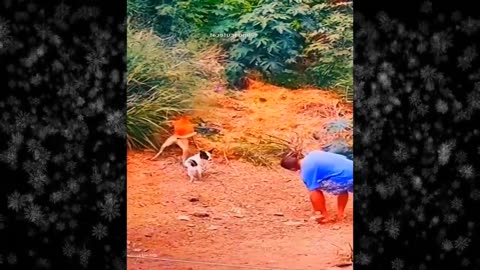 New Funny Videos 2024 😍 Funniest Cats & Dogs Videos🐶😹 Part 39