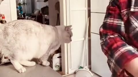 Funniest Animals videos compilation . Best Of The 2023 try not to laugh 🤣🤣🤣🤣#foryoupage #foryou #f