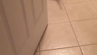 Brown pitbull walks backward in kitchen