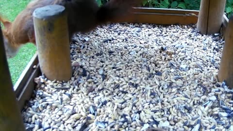 Red Squirrel cracking sunflower seeds inside Birdfeeder House, Lower Saxony, DE