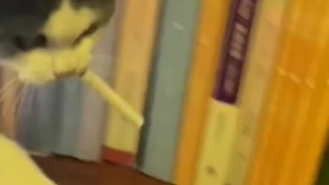 smoking cat