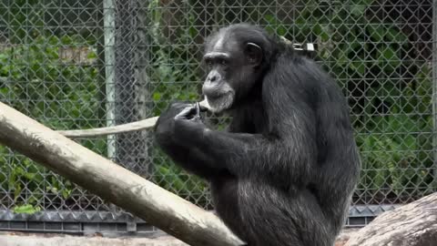 Free Chimpanzee at Zoo Stock Video Footage