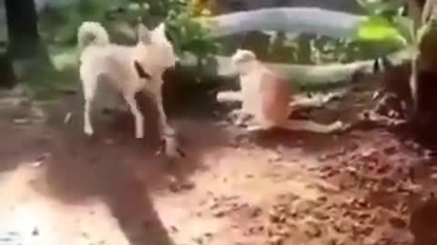 Dog kung fu cat