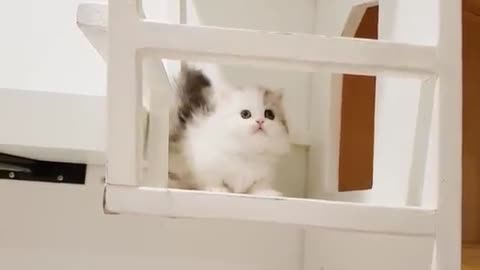 munchkin cat - kitten - cute kittens - tom cat - kitties - cute cats - cats - Online cartoons world