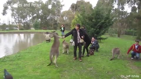 Funny Animals Chasing and Scaring People - Hilarious Video!