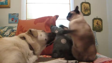 Funny animal fails😂🐈cat knocks the dog in the face😻😂.