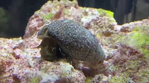 Nano tank Cerith snail eating