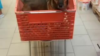 DOgy at Super Market