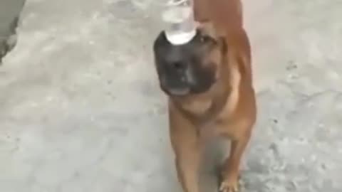 Dog Does Trick By Carrying Cup of Water On His Nose Funny animal videos | Cute animal videos | Funny dog&cat videos | Hilarious pet videos