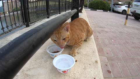 CHRIS MARTIN & MICHAEL JACKSON - Homeless cats in Ras Al Khaimah, UAE #ChrisMartin #MichaelJackson