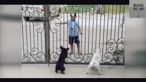 Little boy dancing and teaching dogs