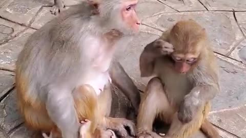 Cute monkey videos baby 😍 Funny Monkey Baby 😍 Newborn Monkey Bab