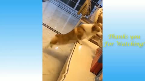 Cute dog jumping and dancing funny video