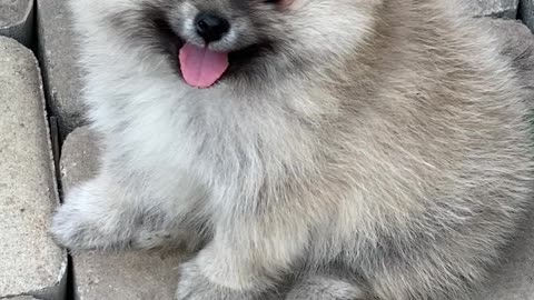 Cream Sable Pomeranian Puppy