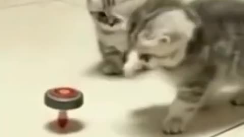 CUTE FUNNY CATS VIDEO