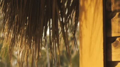 Palapa and a palms garden