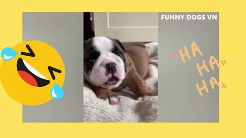 NEW Funny Animal Videos!