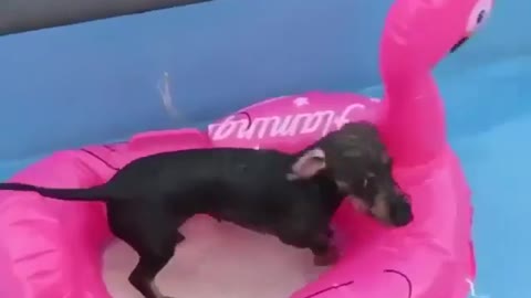 Funny Dachshund Video