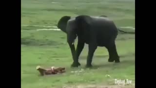 Birth process for a small elephant