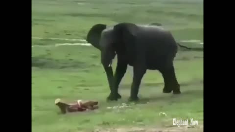Birth process for a small elephant