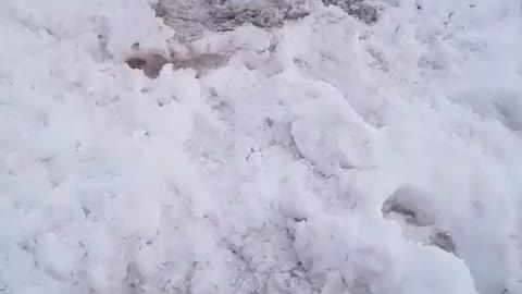 Police Dog Enjoys Playing Fetch With Soccer Ball in Snow