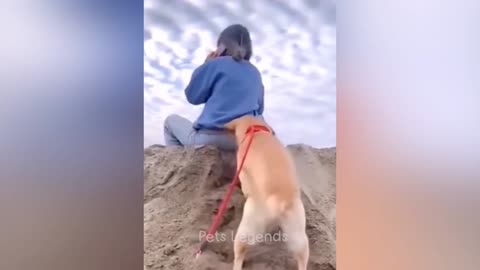 Hilarious Animal Antics: A Compilation of Side-Splitting Moments