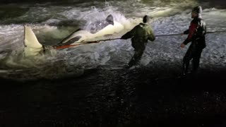 People Work to Rescue Whale