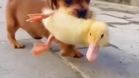 CUTE DUCK AND DOG FUNNY VIDEO