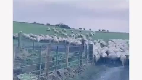 Wow - Trained Dog - Gog run cattle farm- Amazing Funny Video