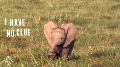 Baby Elephants vs. Their Trunks