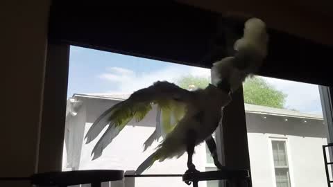 Cockatoo dances along to owner's singing