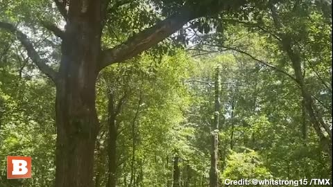 Breitbart News - It Has Begun! Cicadas Emit Loud Eerie Noise in Alabama.mp4