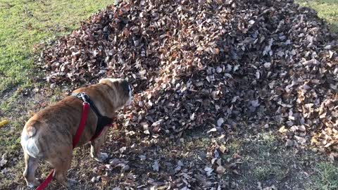 Bulldog Discovers Missing Teenager