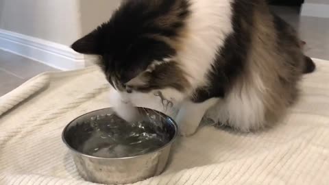 Cat forgets how to drink water after anesthesia