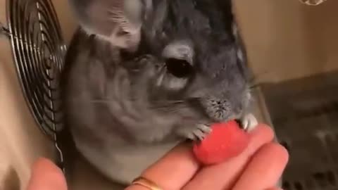 See how happy the little mouse is eating carrots