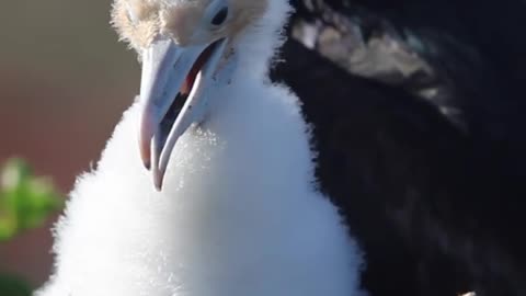 Amazing Galápagos Species