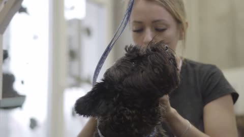Female pet groomer cleans ears of the black dog in groomers salon