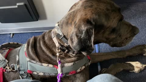 Service Dog: Service Dog's FIRST Airplane Trip!