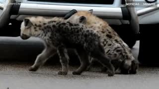 Hienas exploram carros de turistas na África do Sul