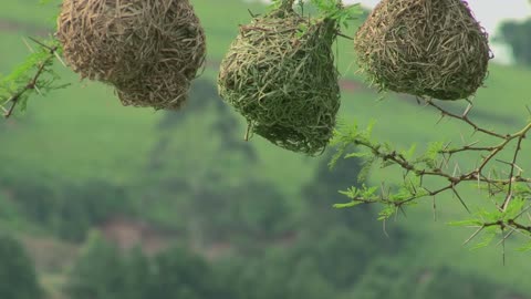 how do birds make their nests?'.