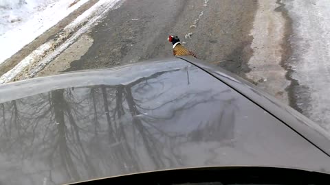 A Pheasant Shows The Car Who's The Boss