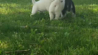4 week old husky pups 1st time outside