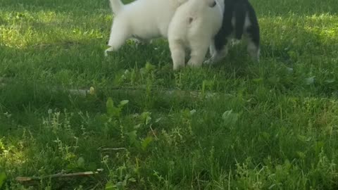 4 week old husky pups 1st time outside