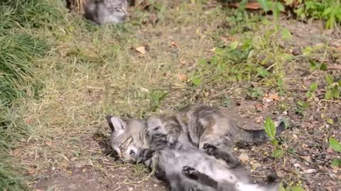 Anak kucing berkelahi di lapangan