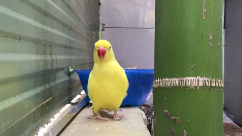 A yellow parrot discovers the place around him