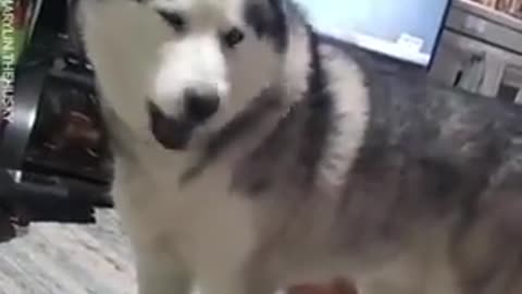 PROOF THAT SIBERIAN HUSKIES ARE THE MOST STUBBORN DOG BREED