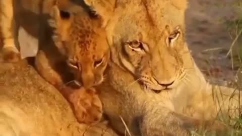Cute Lion Cub Playing with his Mother...